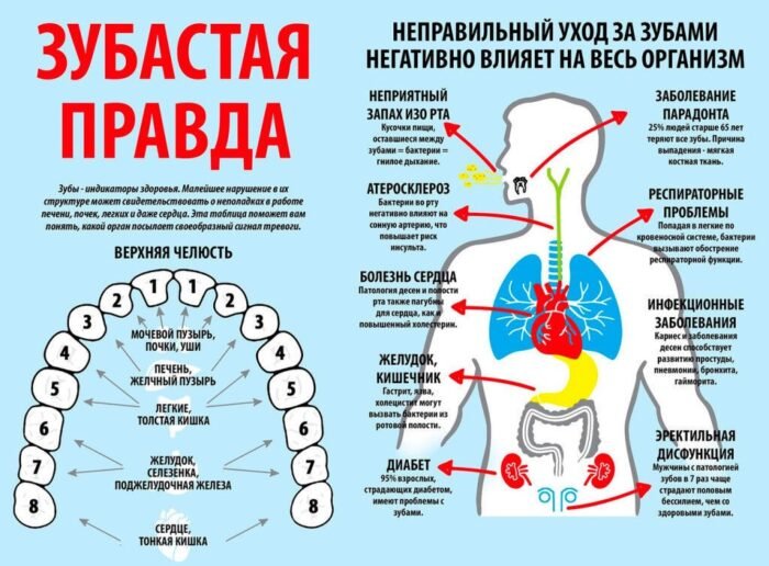 Каждый зуб связан с органом: где болит — там и причина! Врачи рассказали, как по зубной боли узнать о болезни до её начала